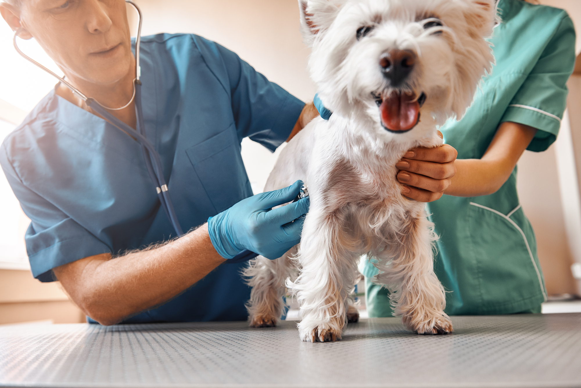 West highland white terrier on an examination table. A veterinarian listens to the dog's insides using a stethoscope. 
